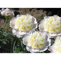 Пион White Charm (Вайт Чарм)