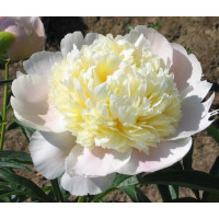 Пион White Charm (Вайт Чарм)