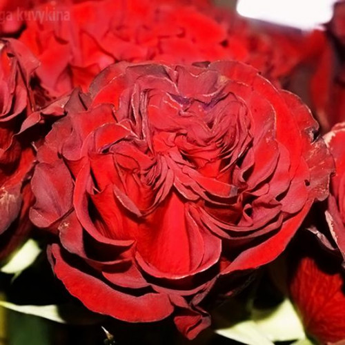 Роза чайно-гибридная Хартс (Hearts)