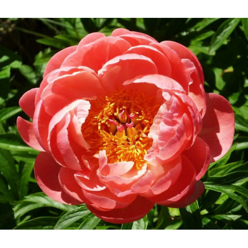 Пион Coral Charm (Корал Шарм)