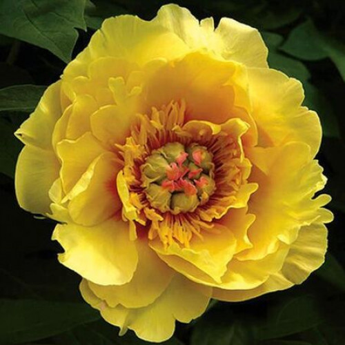 Пион Sequestered Sunshine (Секвестеред Саншайн)