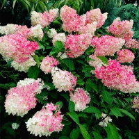 Гортензия метельчатая Strawberry Blossom