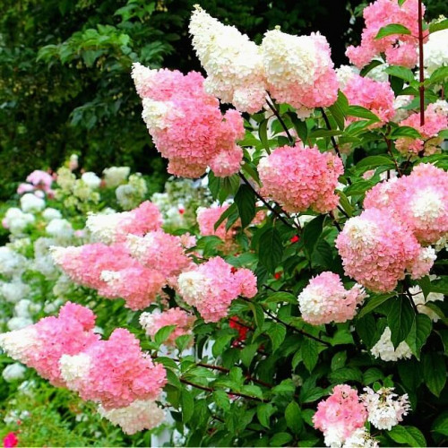 Гортензия метельчатая Strawberry Blossom
