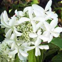 Гортензия метельчатая Great Star (Грейт Стар)